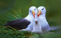 AlbatrossFamily1920x12008-1-2012 12_38_43 PM Bing Desktop